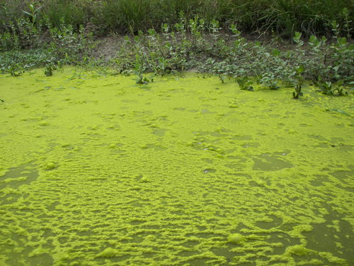kasco maritiem-surfacealgae