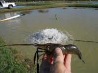 kasco maritiem-aquaculture-research