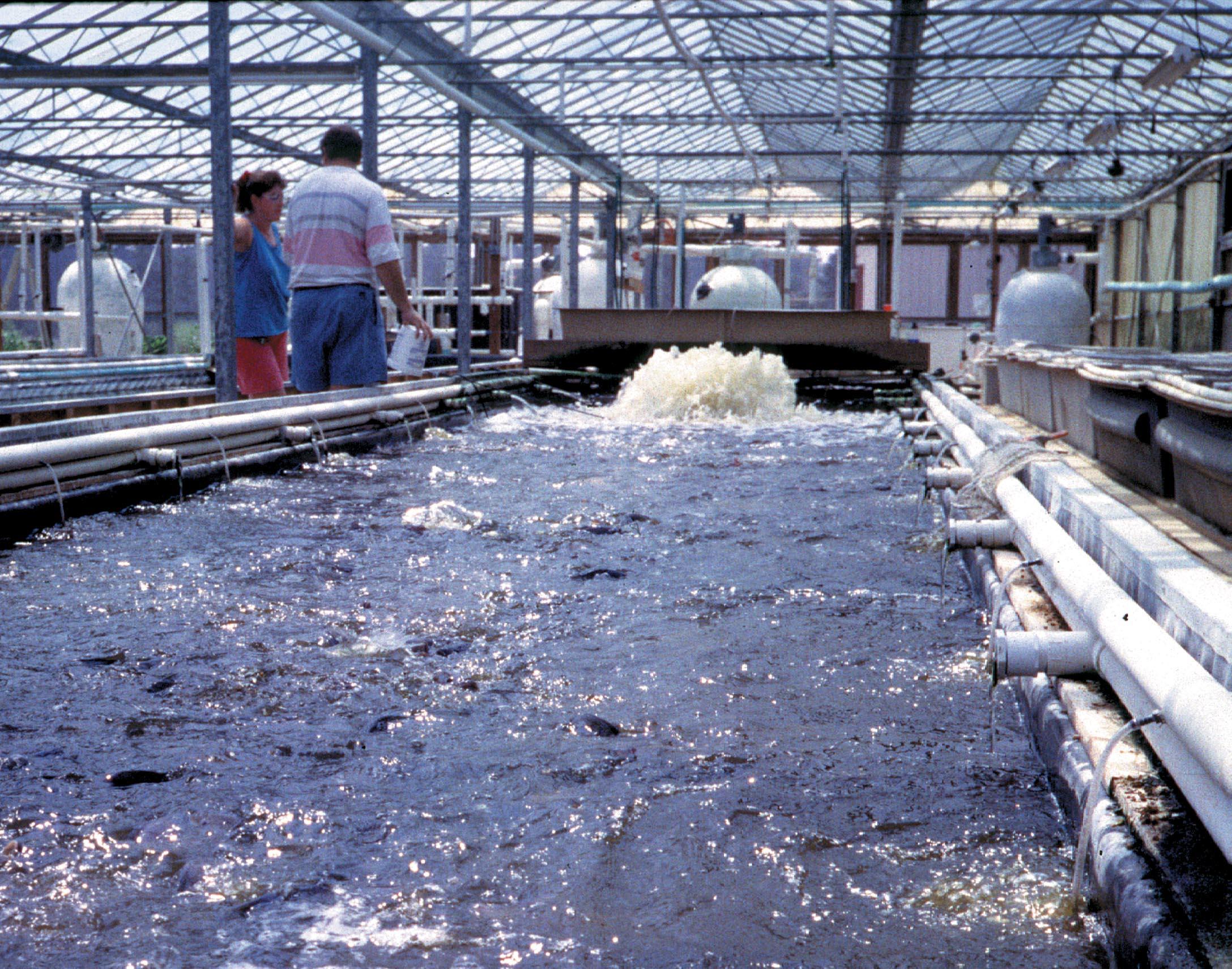 Teichbelüfter, Springbrunnen, Luftverteiler & Belüfter